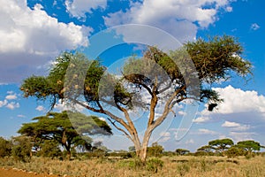 Umbrella thorn acacia Acacia tortilis beautiful landscape of Africa