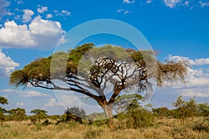 Umbrella thorn acacia Acacia tortilis beautiful landscape of Africa