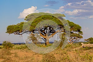 Umbrella thorn acacia Acacia tortilis beautiful landscape of Africa