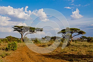 Umbrella thorn acacia Acacia tortilis beautiful landscape of Africa