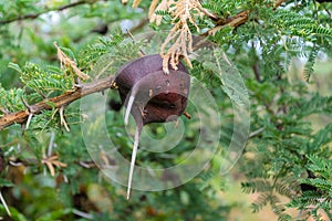 Umbrella thorn acacia Acacia tortilis needles