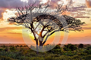 Umbrella thorn acacia with sunset
