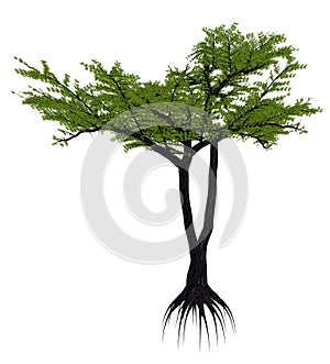 Umbrella thorn acacia tree, a. or vachellia tortilis - 3D render