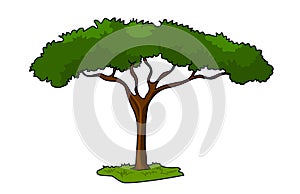 Umbrella Thorn Acacia Tree vector illustration