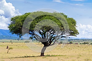 Umbrella Thorntree, Acacia Wattle tree with Rift Valley mountain range in Tanzania, East Africa