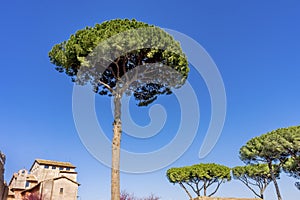 Umbrella Tree Ancient Museum Palantine Hill Rome Italy