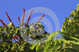 Umbrella tree Schefflera actinophylla