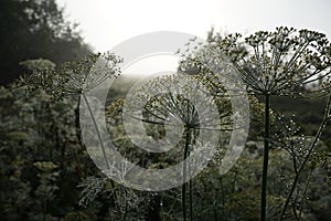 Umbrellas of dill in dewdrops on the background of a misty dawn