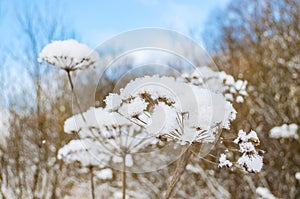 Umbrellas dry grass shining frost snow in winter forest in background blue sky.