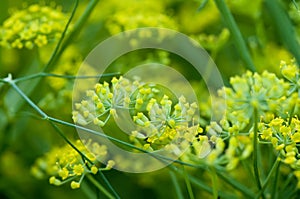 The umbrellas of the efflorescent dill