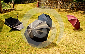 Umbrellas on the grass