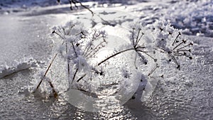 Umbrellas with a white backlight. Dill umbrellas in the snow. Grass dead wood in the snow.