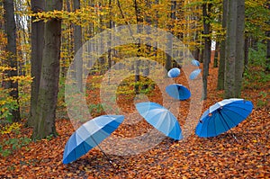 Umbrellas in the wood