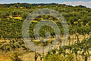 Umbria landscape vineyard olive trees Italy landmark