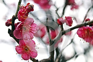 Ume Blossom