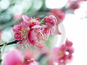 Ume Blossom