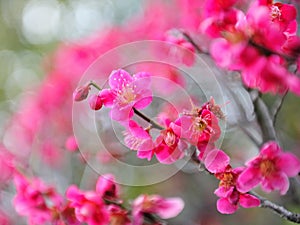 Ume blossom