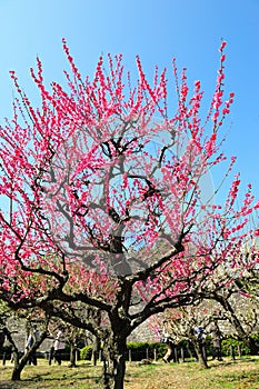 Ume blossom