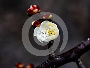 Ume blossom full of snow