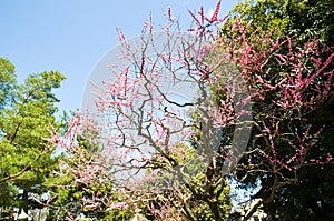 Ume Blossoms in Kitano Tenmangu Shrine, Kyoto