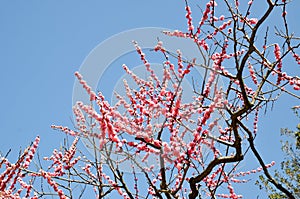 Ume Blossoms in Kitano Tenmangu Shrine, Kyoto