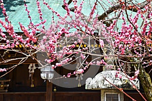 Ume Blossoms in Kitano Tenmangu Shrine, Kyoto