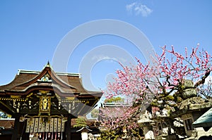 Ume Blossoms and Main Building in Kitano Tenmangu Shrine, the Tablet with Shrine`s name, Kyoto