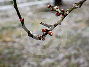 Ume branch full of buds with snow