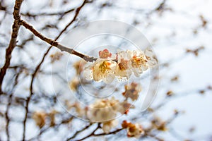 Ume flower in japan temple