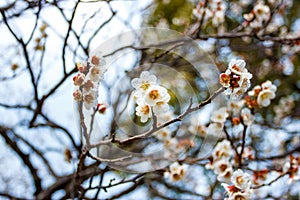 Ume flower in japan temple