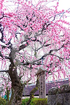 Ume flower in japan temple