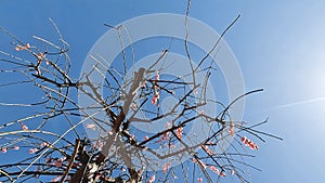 Ume tree at a sanctuary, Chiba, Japan.