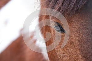 Uminifying view of red horse, eye  under bangs