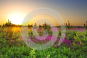 Ummer rural landscape with purple flowers on a meadow and sunse