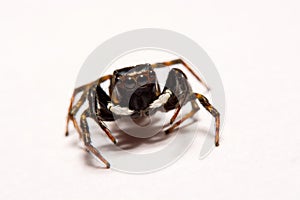 Umping Spider over White background