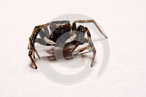 Umping Spider over White background