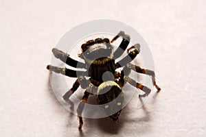 Umping Spider over White background