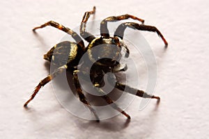 Umping Spider over White background