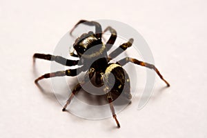 Umping Spider over White background