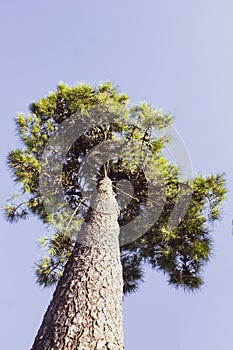un albero verso il cielo photo