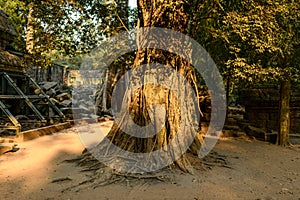 Un arbre centenaire au temple Ta Prohm dans le domaine des temples de Angkor, au Cambodge