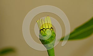 Un-bloomed Seeniya flower photo