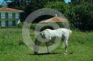 Un caballo blanco pastando en el campo photo