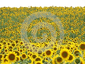 Un campo de girasoles repleto de Bellas flores photo