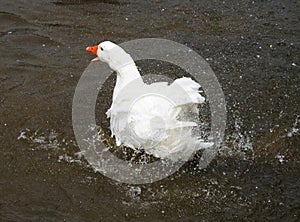 Un cisne baÃ±Ã¡ndose en el rÃ­o