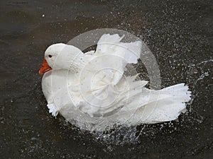 Un cisne blanco refrescÃÂ¡ndose del calor photo
