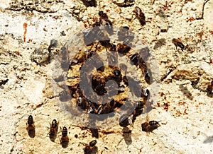 Un enjambre de abejas sobre la pared