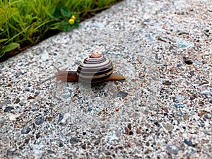 Un escargot colorÃÂ© sur une roche photo
