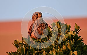 un faucon sur un arbre avec un trÃÂ¨s beau coucher de soleil photo