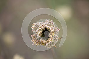 carota selvatica photo